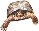 The Seasonal Almanac: The Box Turtle, Daylight Saving Time and Finale of the Comet and Mars